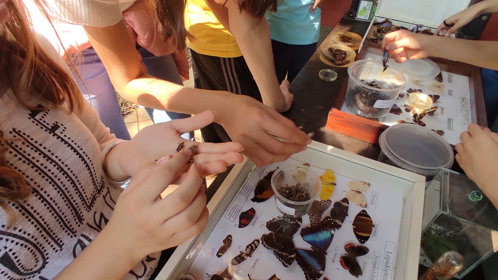 Sexto ano e suas transformações